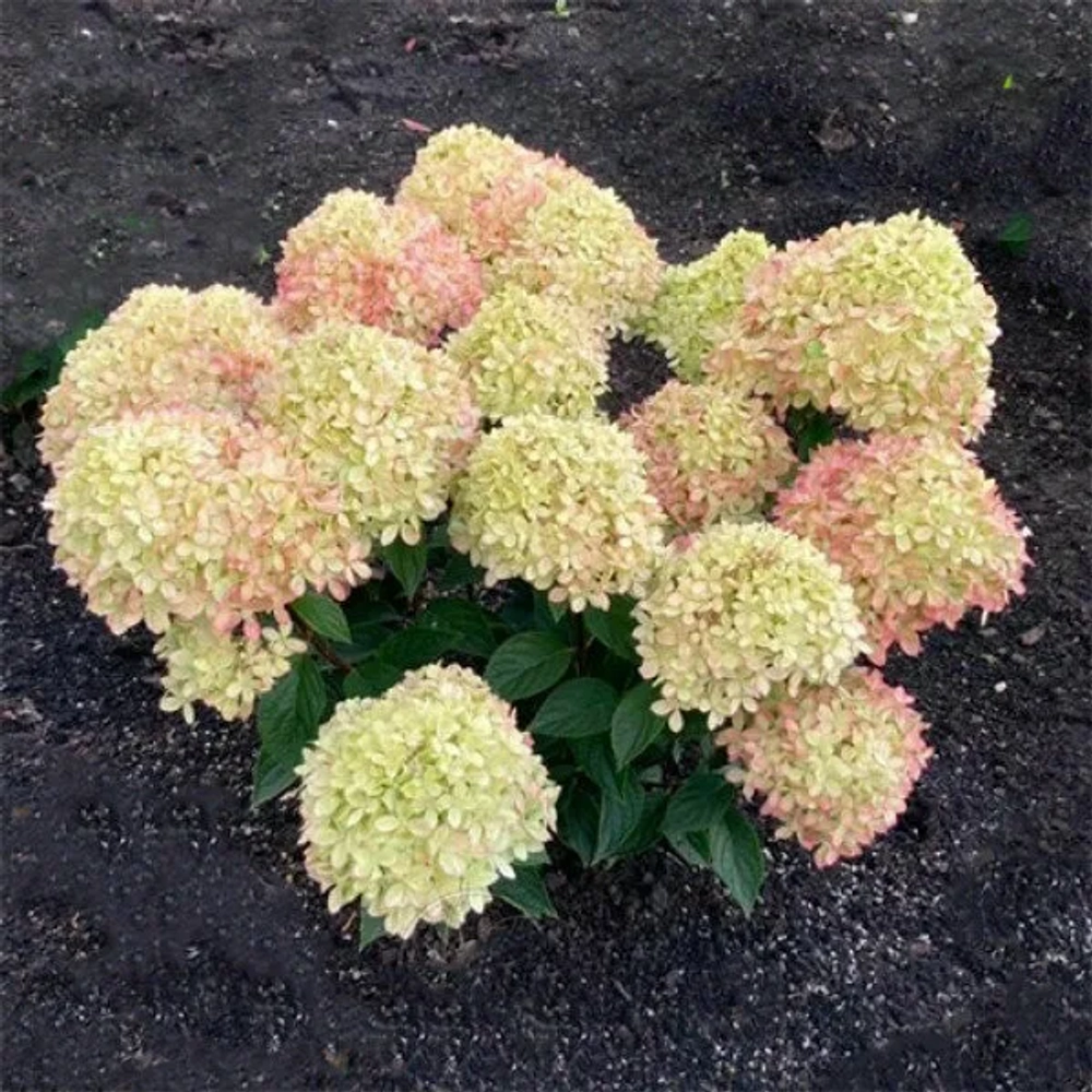 Литтл Лав Hydrangea paniculata Little Love