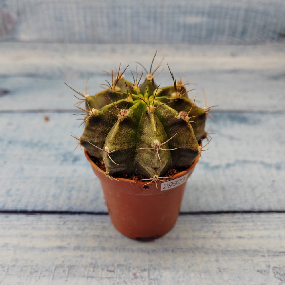 Gymnocalycium Friedrichii (Гимнокалициум)