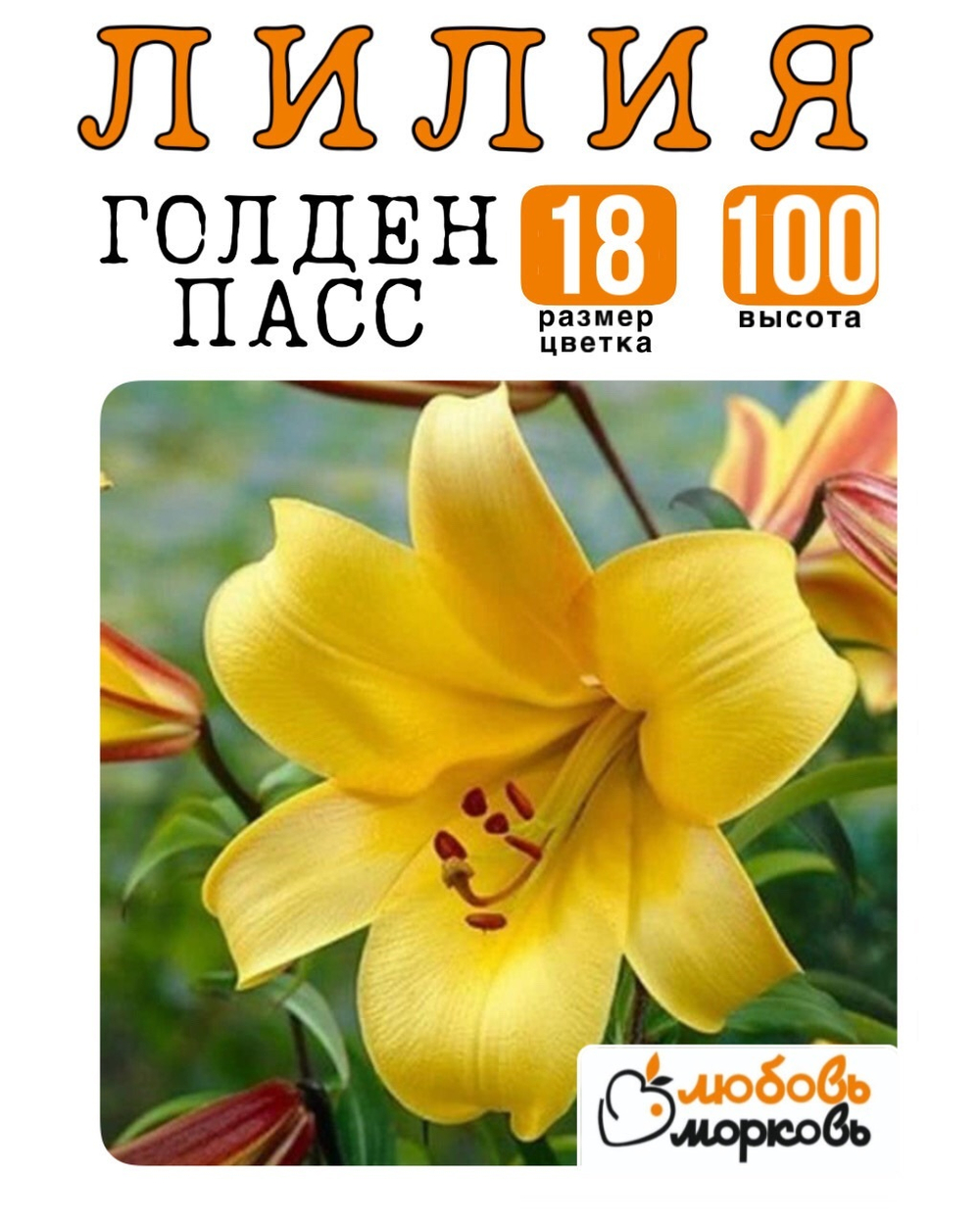 Лилия Луковица, Голден Пасс, ЛА-гибрид, 1 шт