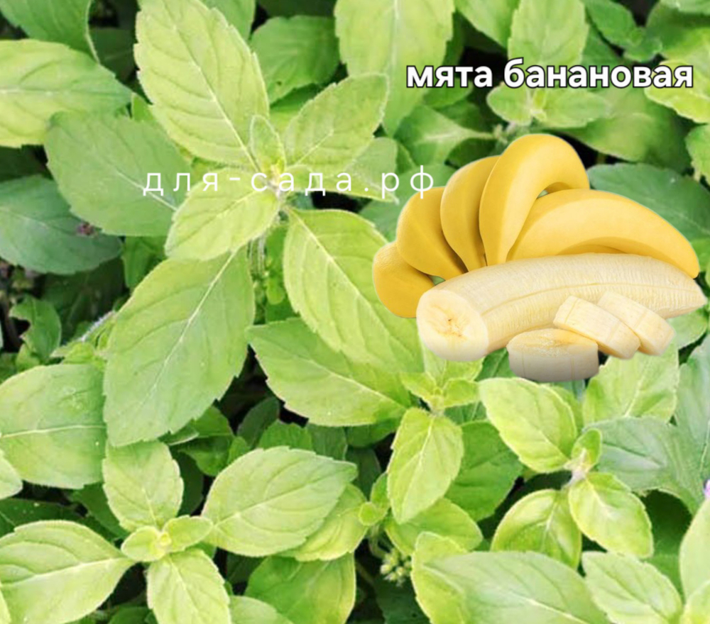 МЯТА БАНАН