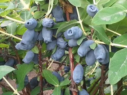 Весна 2026 год Жимолость Зинри