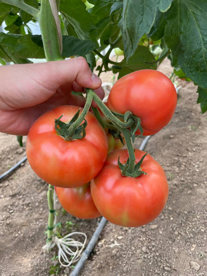 Махитос F1 семена томата индетерминантного отзывы – фото 11