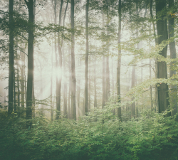 Коллекция Лес