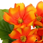 Цветочная композиция «Поцелуй лета» Космея оранжевая 20см