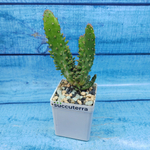 Opuntia Monacantha Variegata (Опунция)