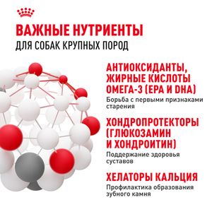 Сухой корм Royal Canin Maxi Adult 5+ для взрослых собак крупных размеров от 5 лет до 8 лет