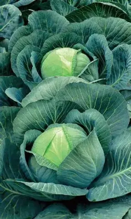 Капуста б/к Менза F1 12шт УрДачник