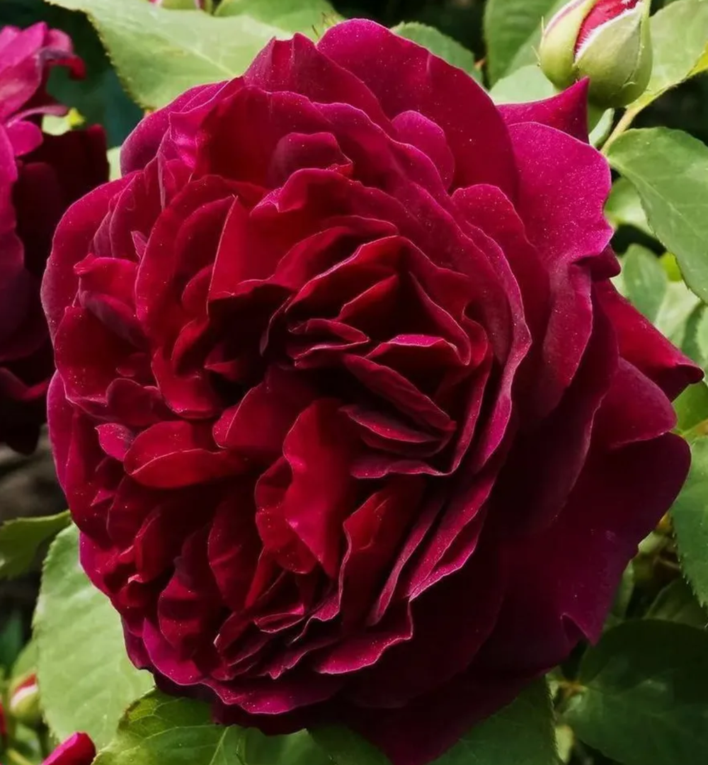 Роза парковая Манстед вуд ОКС конец апреля -май 2026