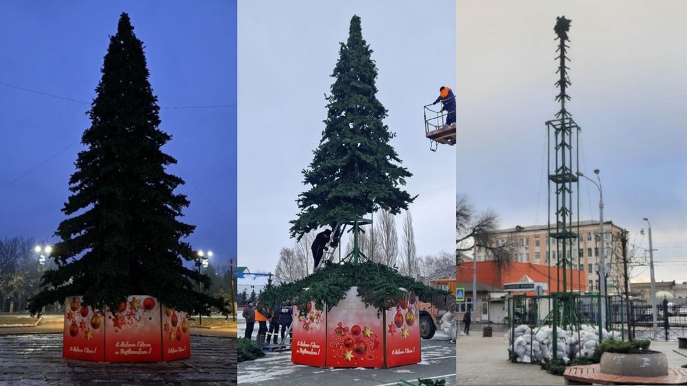 ель ствольная, каркас большой уличной елки