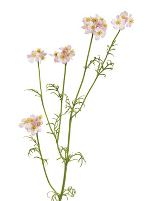 Ранункулюс Полевой нежно-сиреневый