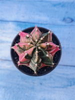 Gymnocalycium Variegata (Гимнокалициум Вариегатный)
