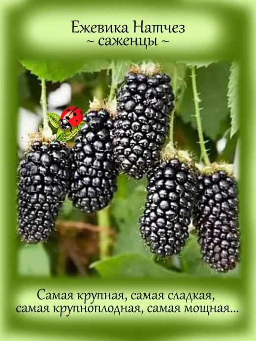Ежевика Натчез бесшипая сладкая крупноплодная
