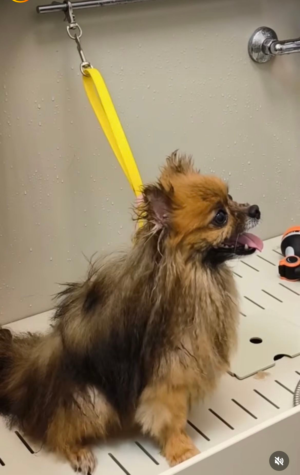 Ринговка груминга из биотана , ширина 15 мм, длина 50 см., зебра