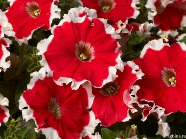 S60220 Петуния кустовая Multiflora Kaliffo Cherry Rose Picotee 100 шт.