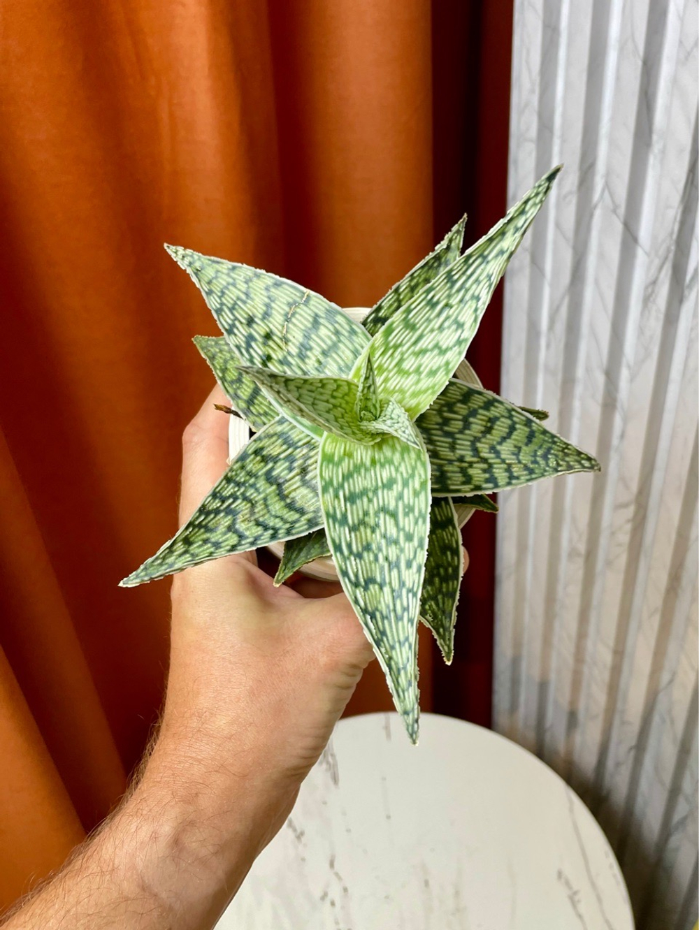 Алоэ Десерт Даймонд, D10см Н20см, 1шт, Urban Jungle
