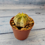 Euphorbia meloformis f. Variegated (Эуфорбия вариегатная)