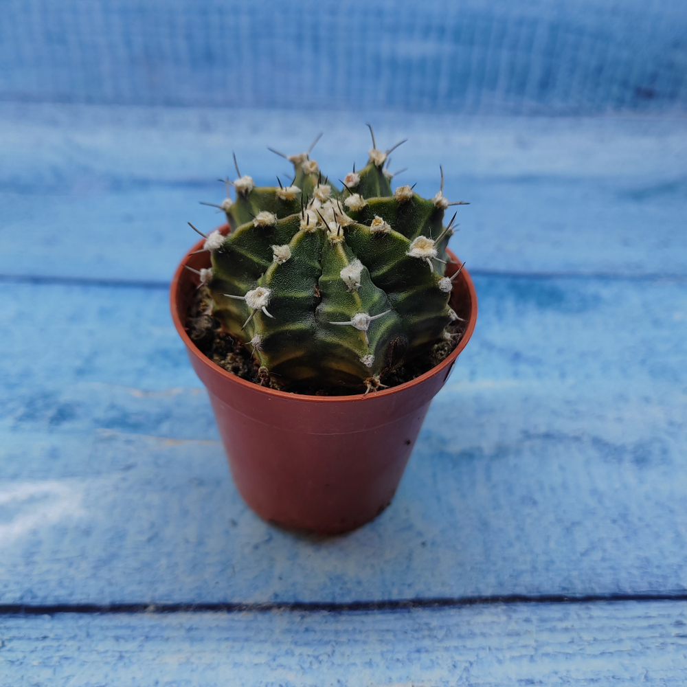 Gymnocalycium Friedrichii (Гимнокалициум)