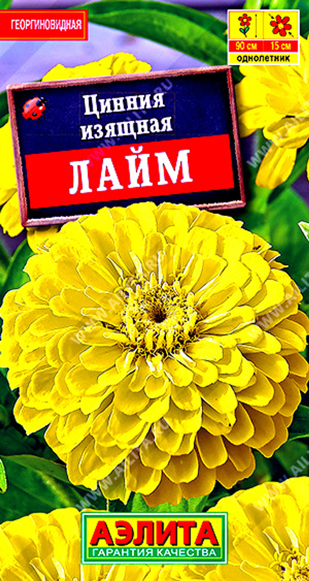 Цинния Лайм