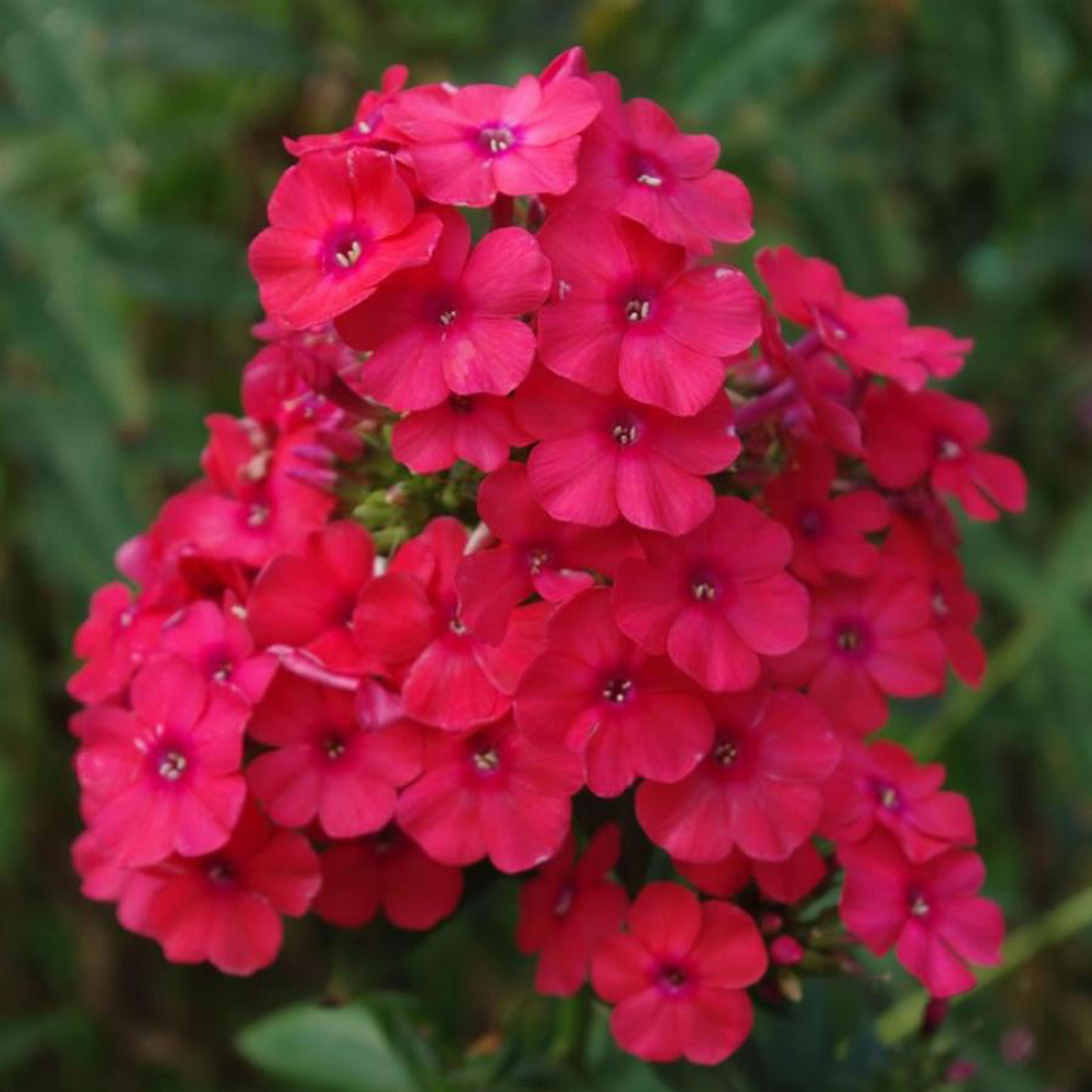 Флокс метельчатый Мисс Мэри