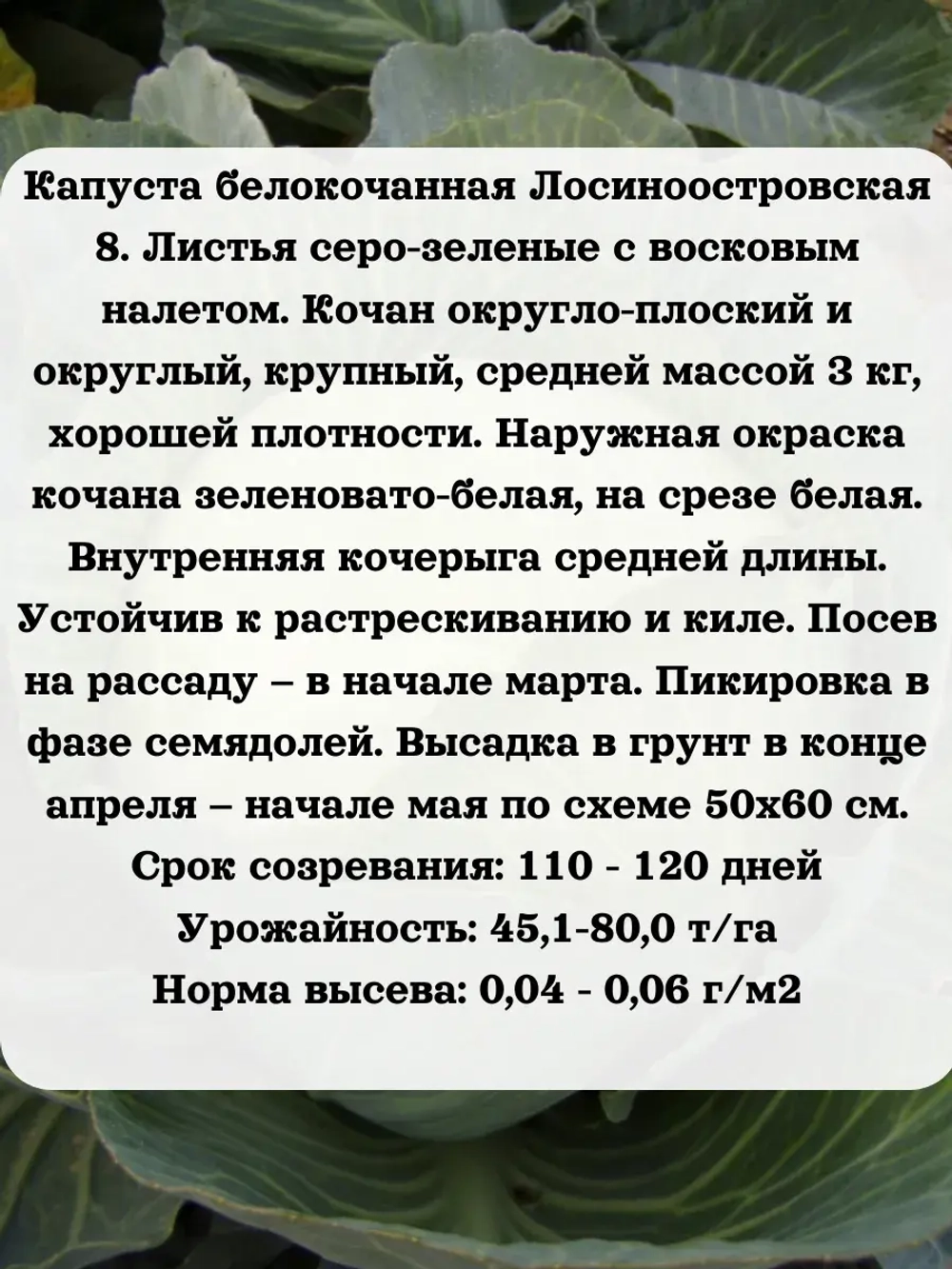 Семена капуста белокочанная Лосиноостровская 8 - 5 гр.