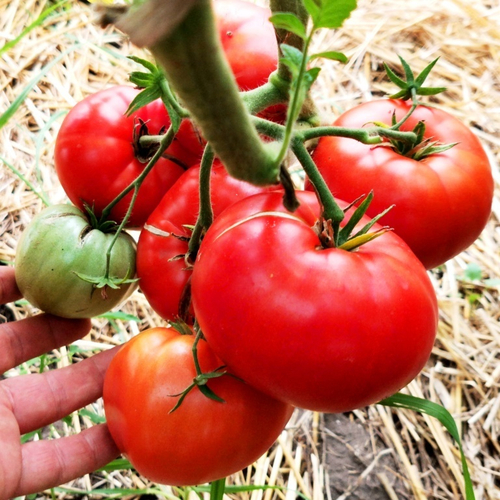 Помидоры Первая Любовь - First Love Tomato