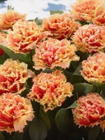 Тюльпан Махрово-бахромчатый Брисбен