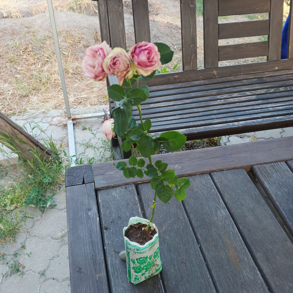 Роза Мими Эден спрей, саженец с ЗКС.