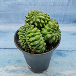 Gymnocalycium Spineless Crested form (Гимнокалициум Кристатный)