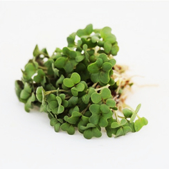 Семена для проращивания горчицы листовой зелёной Долларес (Гавриш)