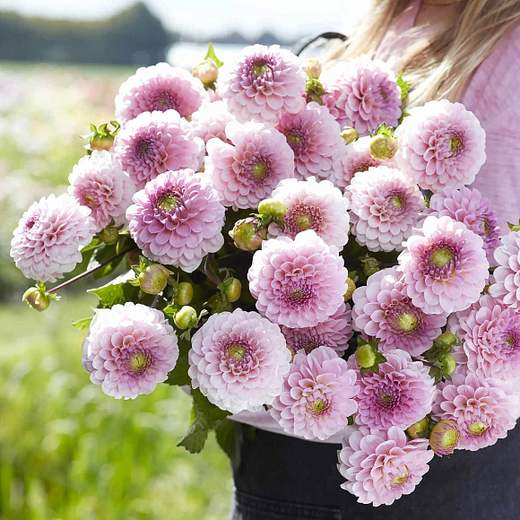 Георгин Wizard of Oz (корень) Закупка М55 апрель 2026