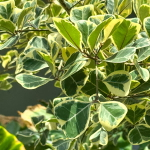 Фикус треугольный вар – Ficus triangularis var