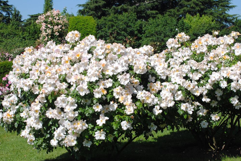 Салли Холмс (Sally Holmes)