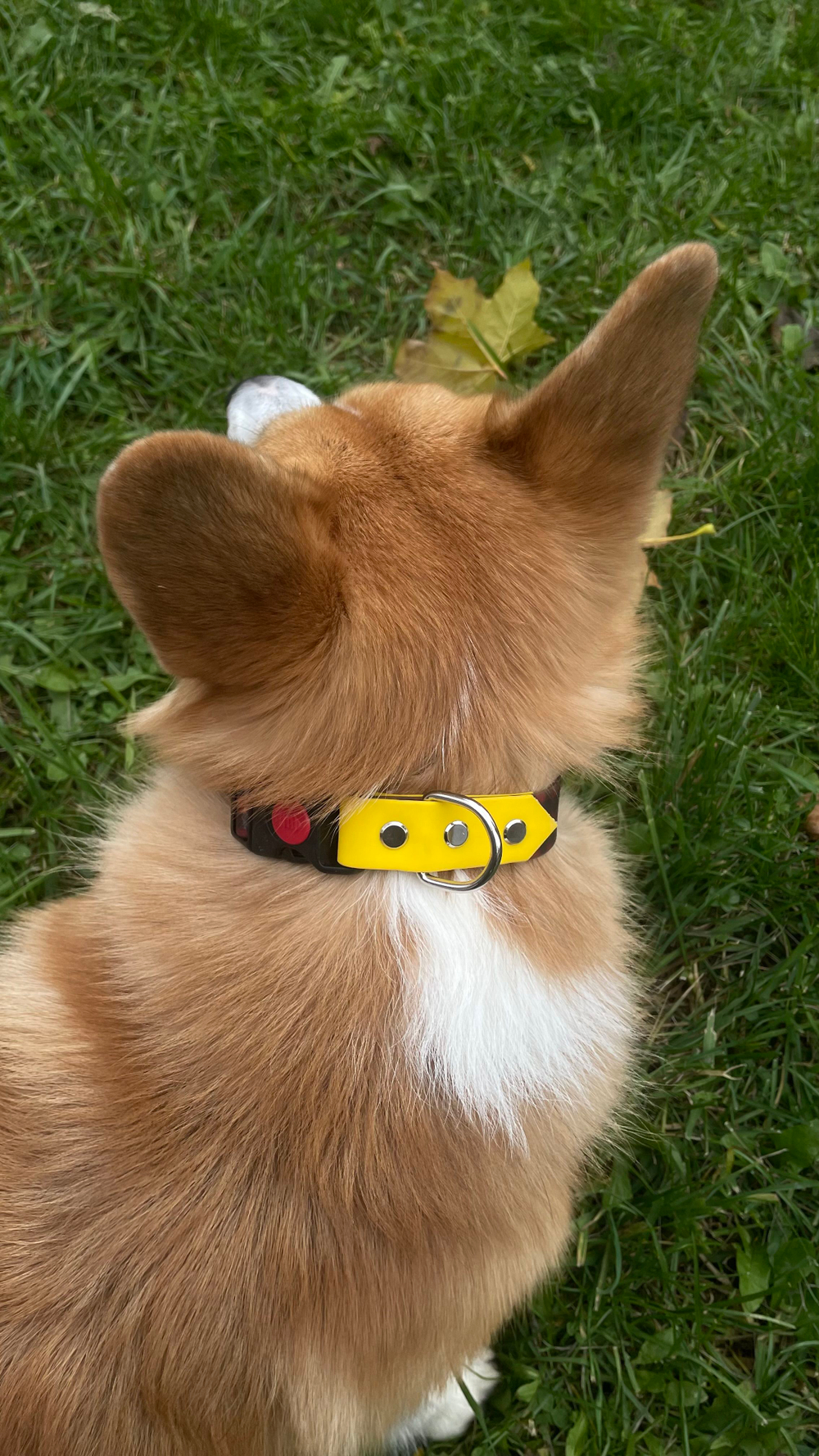 Ошейник для собак из биотана , 25 мм , 35-55 см . Клетка и салатовый