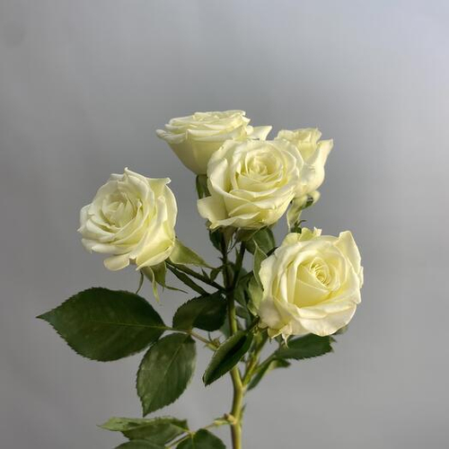 Кустовая роза Лирика. Цветы поштучно 008 Chalet Green