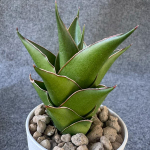 Сансевиерия TOWER