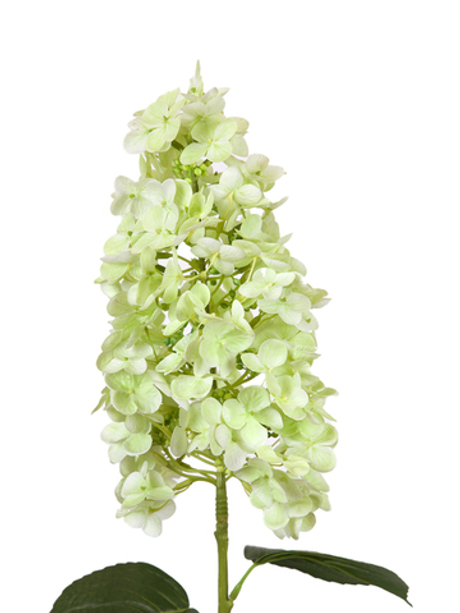 Гортензия метельчатая на стебле - Зеленый