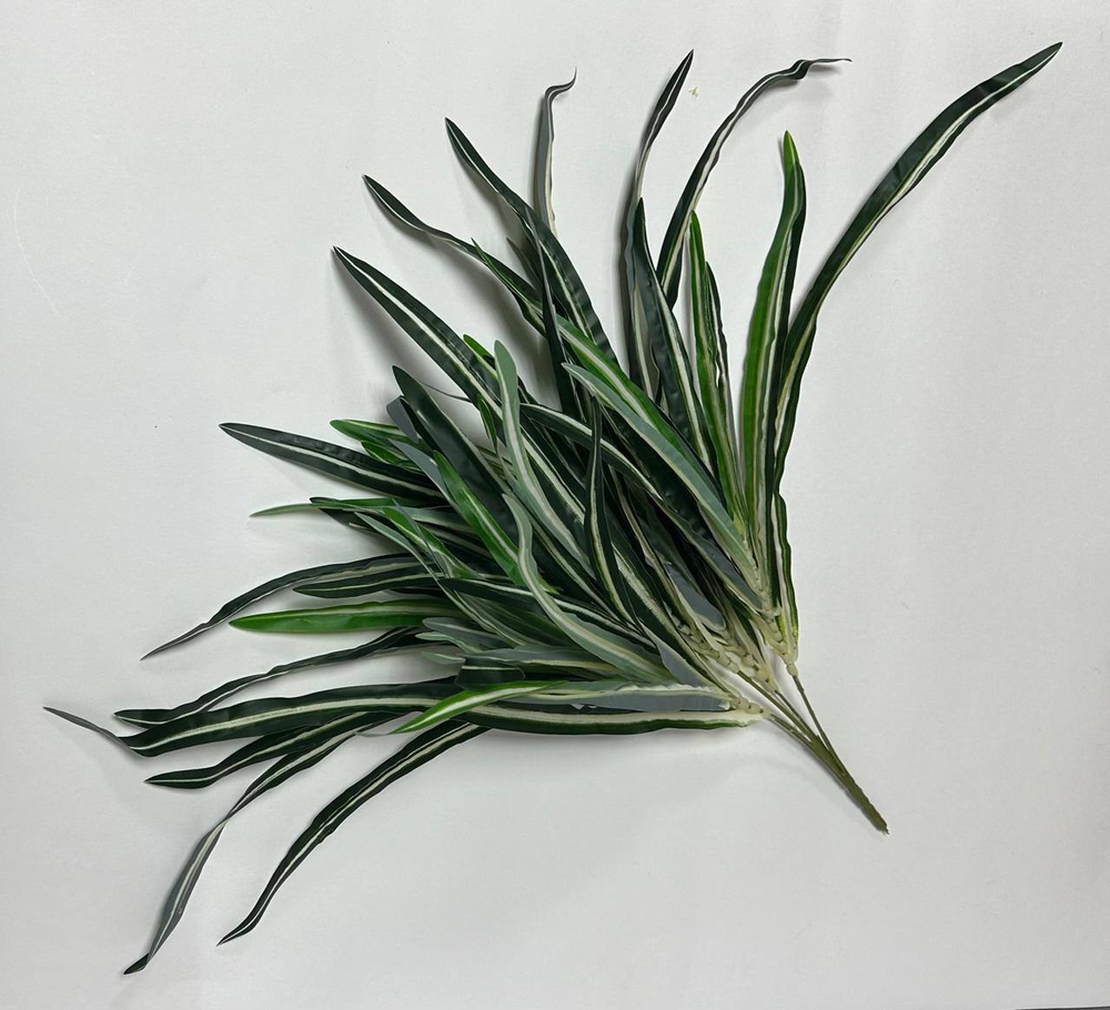 Куст Хлорофитум