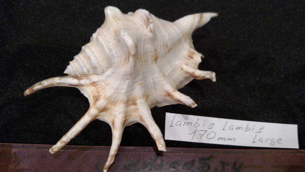 Лямбисы "170-240-270мм"