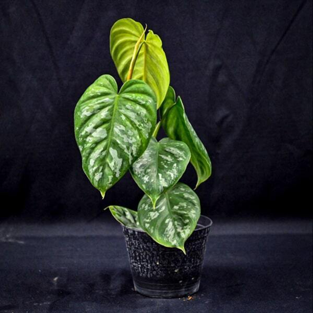 Филодендрон BRANDTIANUM WILD FORM