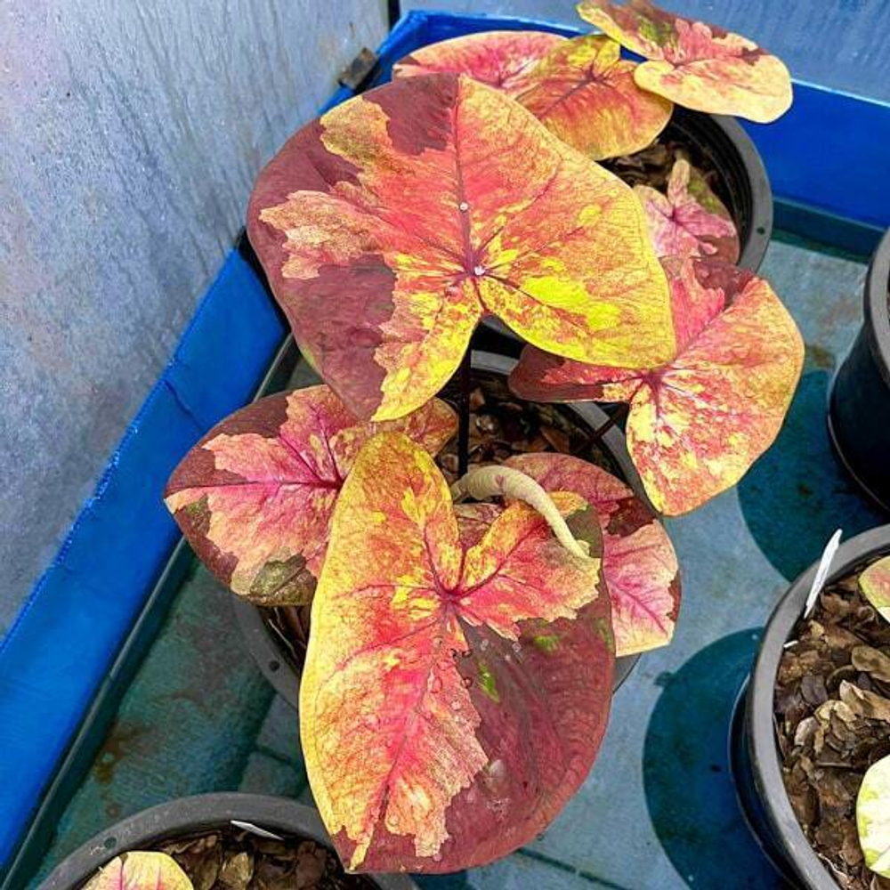 Каладиум TWILIGHT