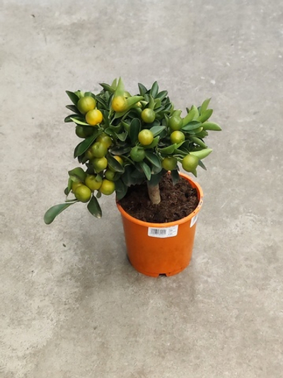 Цитрофортунелла Каламондин