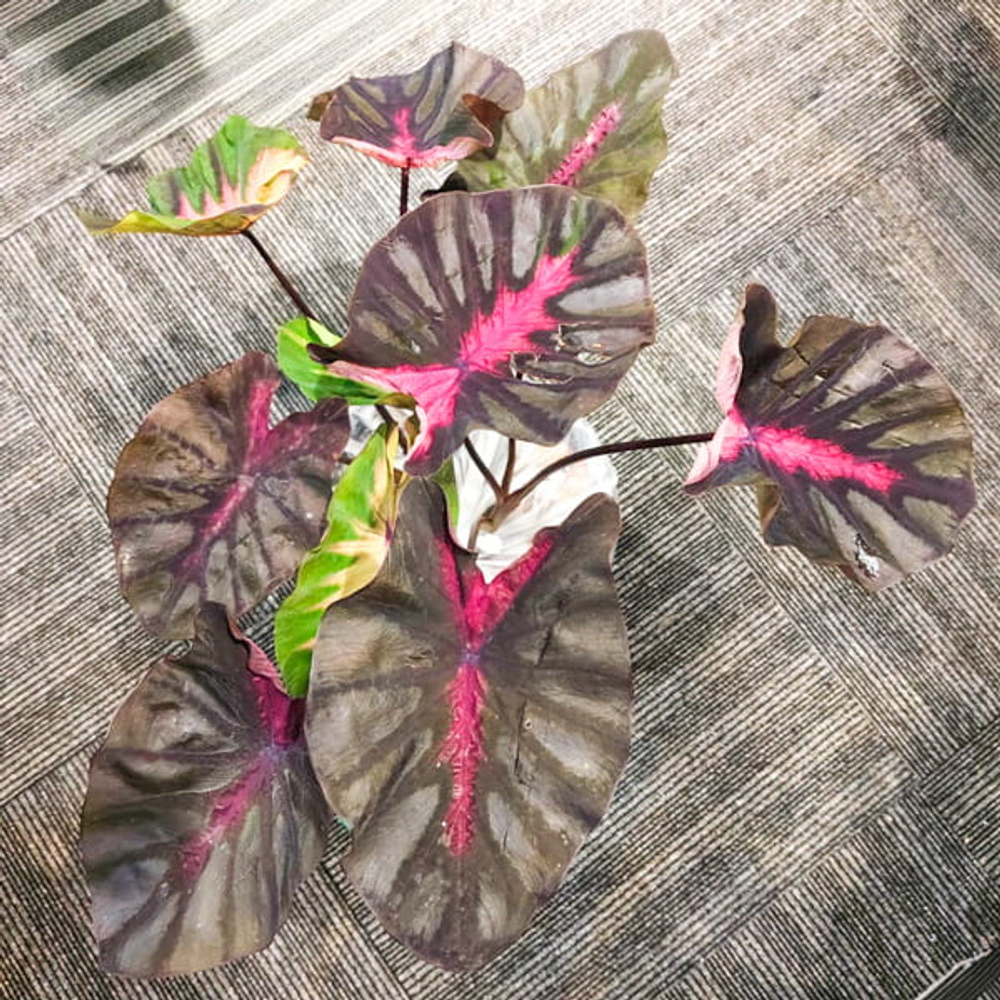 Колоказия LITTLE BUTTERFLY