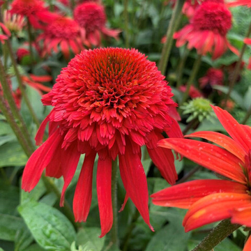 Эхинацея Метеор Ред