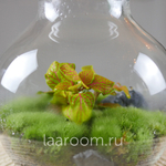 Флорариум эко-система Bubble Фиттония