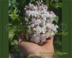 Сирень Красавица Москвы (Krasavitsa Moskvy)