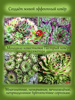 Молодило известковое Пестрый ковер каменная роза многолетник
