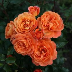 Феникс (Phoenix)