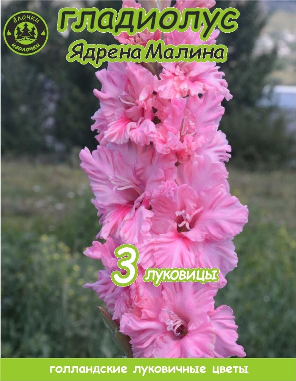 Гладиолус Луковица, Ядрена Малина, 3 шт