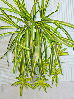 Искусственный Хлорофитум хохлатый