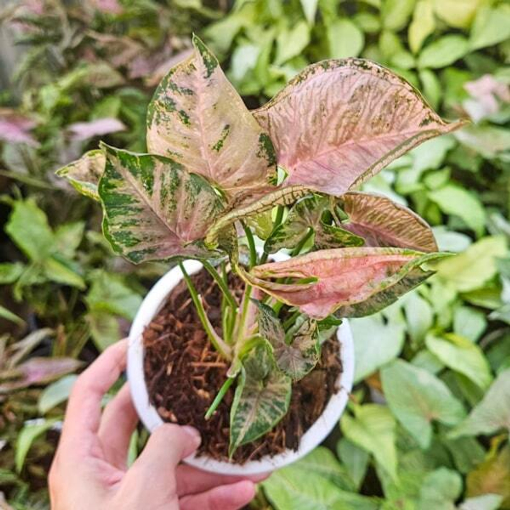 Сингониум PINK MOSAIC MARBLE